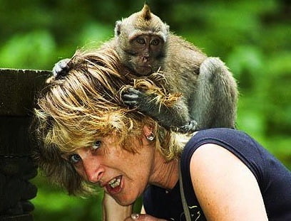 island of gods ,bali-monkey-attack-cropped