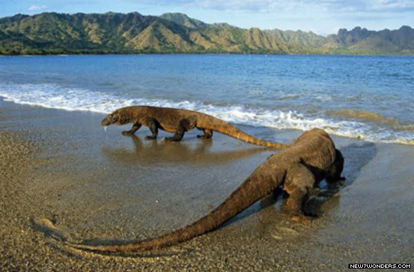 Flores island , Indonesia, komodo national park diving